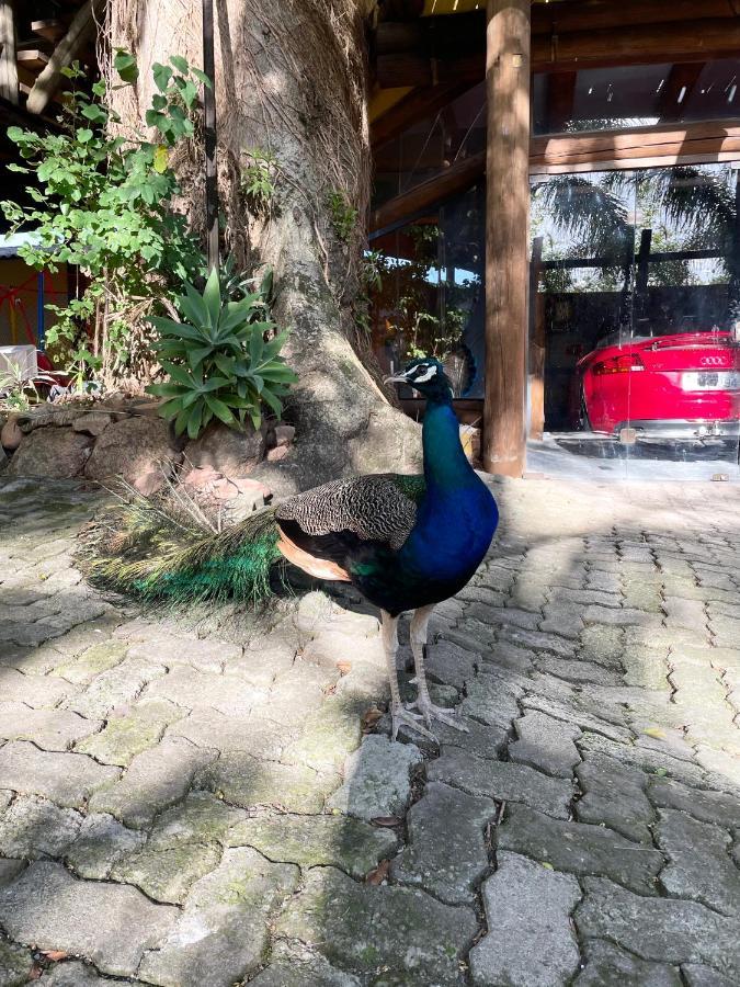 Pousada Familiar Casa Amarela São Gabriel Zewnętrze zdjęcie